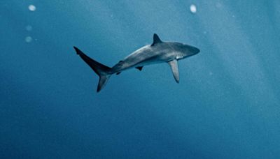 巴西鯊魚體內驗出古柯鹼全球首見 疑製毒工廠排放 | 國際焦點 - 太報 TaiSounds
