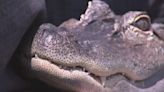 Wally the emotional support alligator missing after trip to Georgia