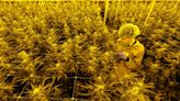 Germany's legal weed sparks calls to protect young people