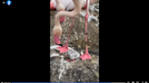 Baby flamingo captivates with adorable video at Ohio zoo. ‘Those precious pink legs’