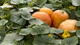 How to Grow and Care for Pumpkins So They're Ready for Fall