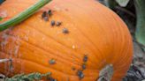 How to Get Rid of Squash Bugs—and Keep Them out of Your Garden for Good