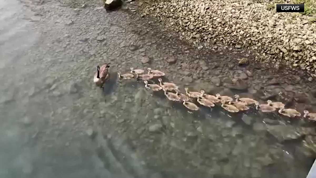 Video: Adult goose leads 'endless stream' of baby geese into the water