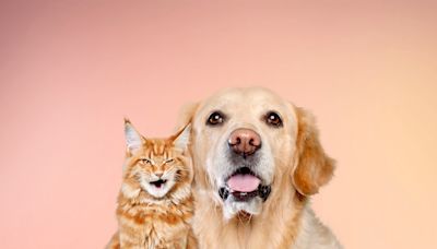 Cat Mom Ranks Times Ginger Cat Got Annoyed by Golden Retriever Brother & It's Priceless