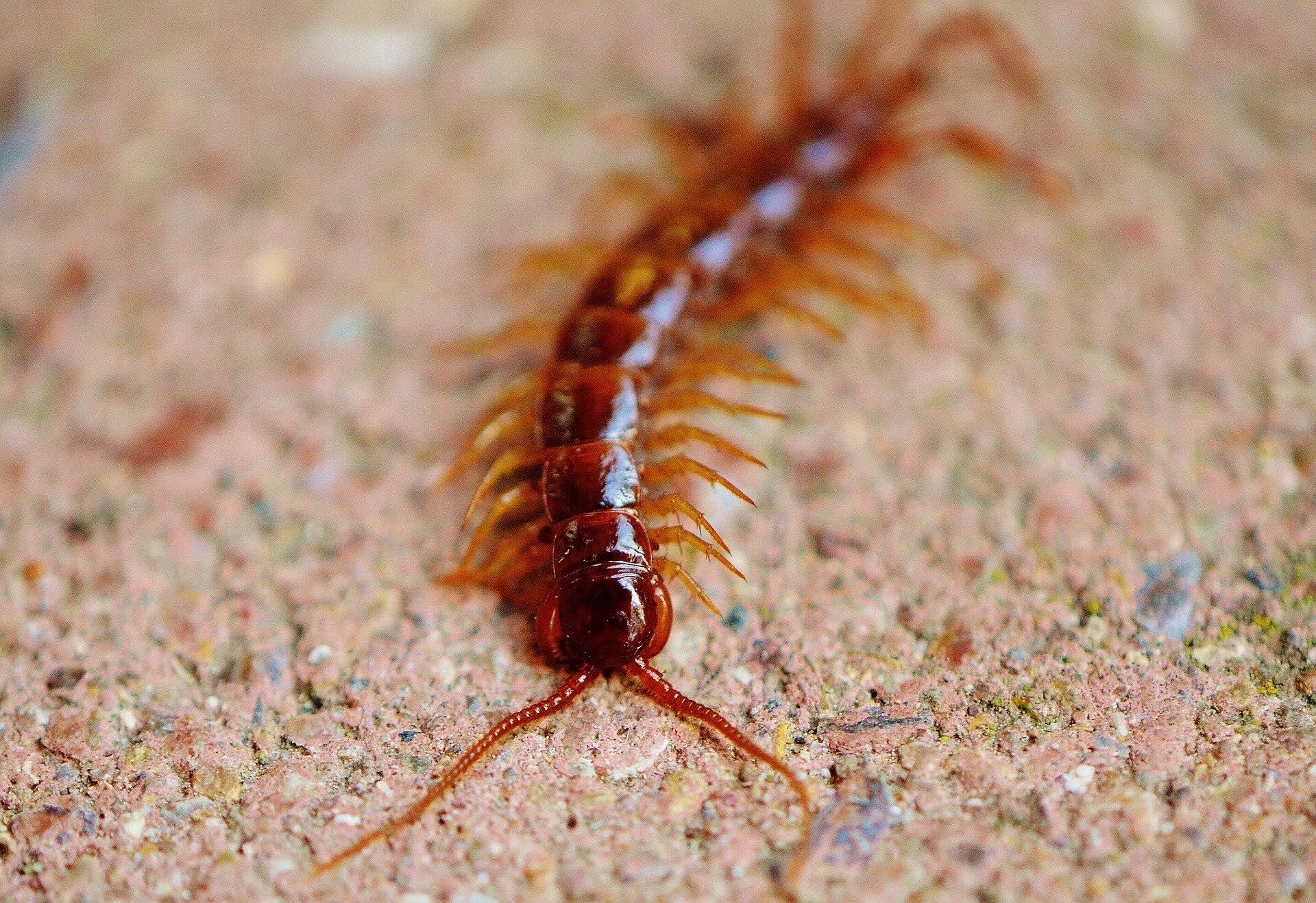 How the venomous red head centipede could save lives