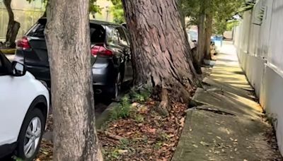 Comunidad de Santurce intenta detener la tala de dos árboles planificada por el Municipio de San Juan