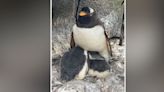 Belfast zoo welcomes three baby penguins
