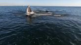 Close encounters of the whale kind for Jersey Shore fishermen during striped bass run