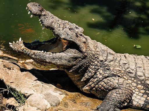 Crocodile that killed a little girl in Australia is shot dead