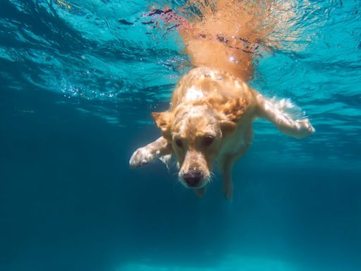 ¡Al agua, perros!, las razas más acuáticas y cómo tener un baño seguro en verano