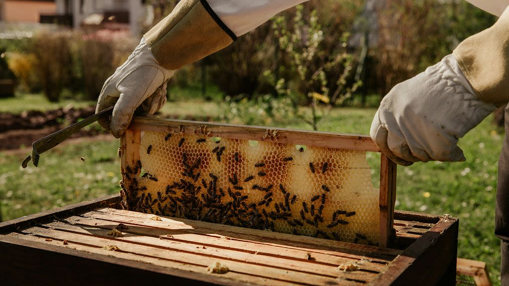 ‘Bees are under a double threat’: Beekeepers in Bosnia are battling climate change and disease