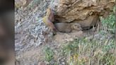 Hiker Stops In His Tracks When He Sees 'Amber Eyes' Peeking Out From Crevice