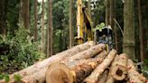 Behind The Renewed Interest In Lumber Markets