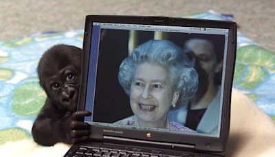 Zoobreak for adorable gorilla who met the Queen as a baby nine years ago