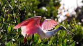 What did bird count reveal at MC2, Martin County's Bird Island?