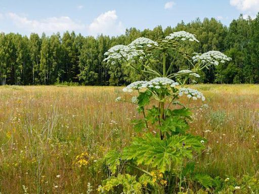 Boy hurt after touching giant hogweed in park