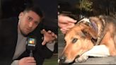 Video: un perro callejero le mordió la mano a un periodista en vivo