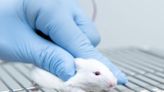 Just 1 in 20 Animal Studies Yield Treatments That Make it to Humans