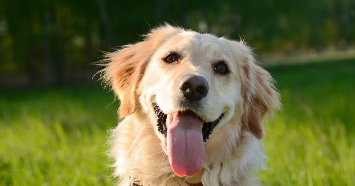 Eye-Popping Video Shows Lime Green Puppy Born to Golden Retriever