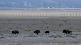 DRIED UP: In Utah, drying Great Salt Lake leads to air pollution
