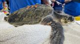 Ready for Release: Sea turtle rehabbed in Florida makes full recovery