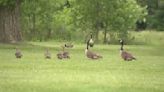 Witness says driver hit, killed baby geese on purpose