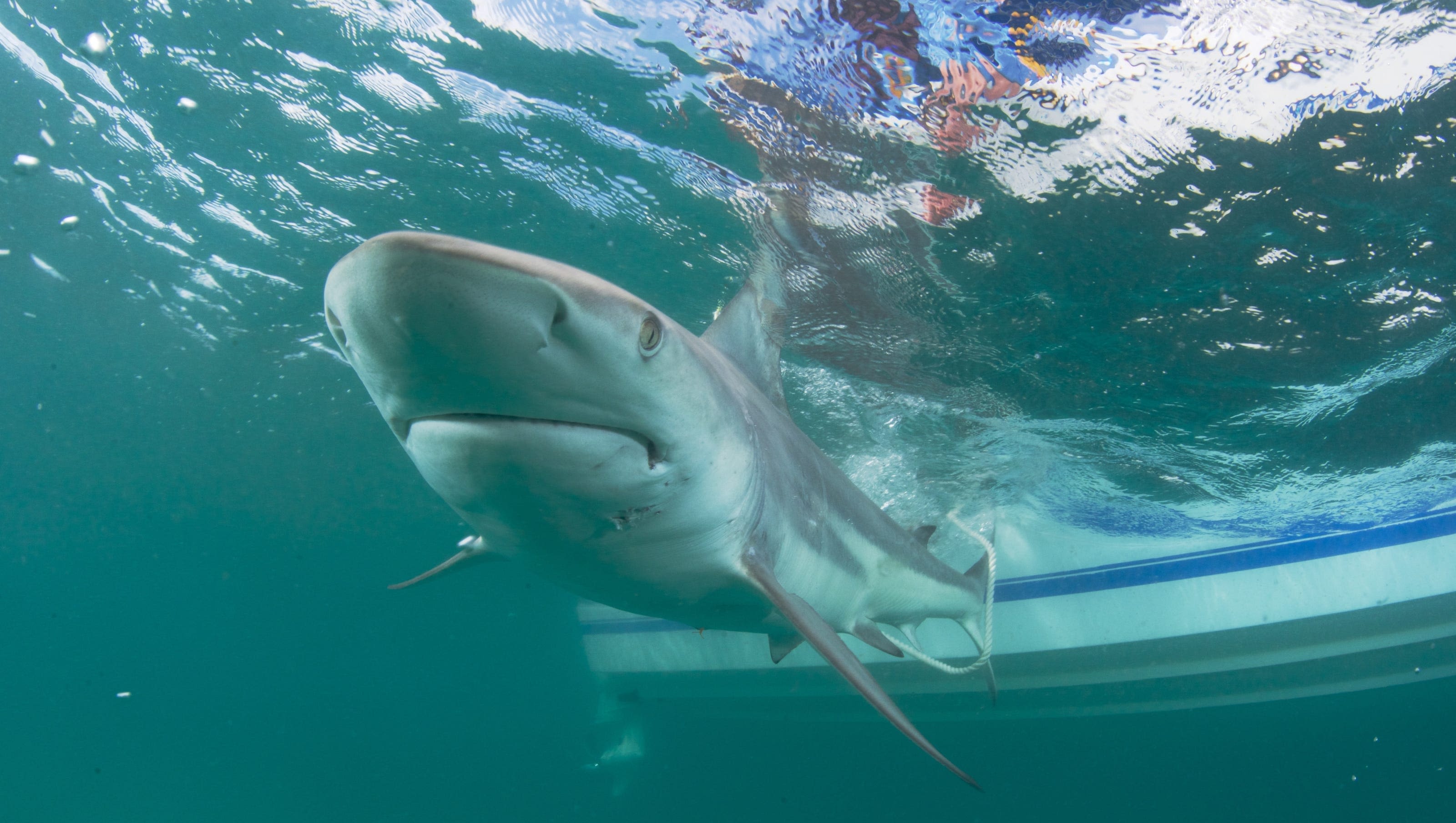 6 people encounter sharks in two days in Florida, Texas. Why so many? How to avoid bites