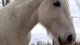 Conmoción en Río Negro: robaron y faenaron a Carlitos, un caballo que acompañaba a pacientes en tratamientos de equinoterapia