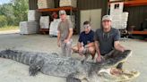 'Record' 14-Foot-Long, Over 800-Lb. Alligator Found in Mississippi: 'What a Monster!'