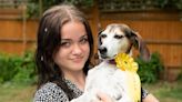 U.K. Family's Missing Beagle Mix Returns Home with Third Place Ribbon from Dog Show