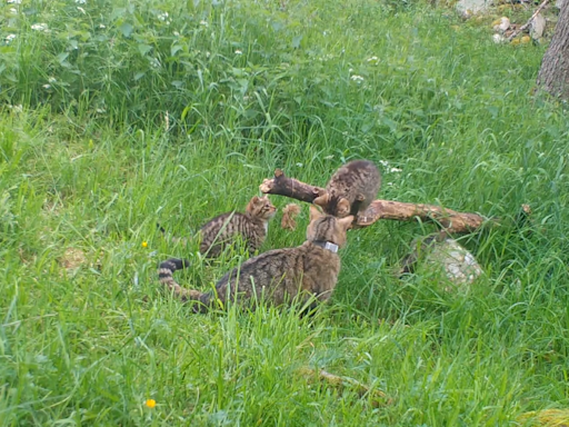Critically endangered wildcat kittens born in wild in conservation boost