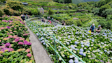 竹子湖繡球花季登場 台北市農會邀民眾來趟尋找童趣時光的花海之旅 - 理財周刊