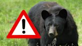 Bear mauls pet dog to death in Sparta, NJ and injures another