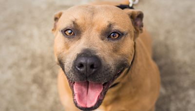 Selfless Mom and Daughter Duo Adopt Shy Shelter Dog After Daughter Calls Home in Tears