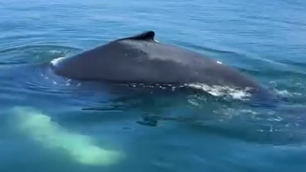 WATCH: Whales spotted in Ocean City, Md. during Memorial Day weekend