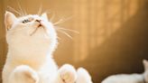 Boost your cat’s happiness with 10 simple tips from a feline behaviorist