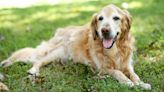 San Diego Police Officers Rescue Senior Dog From Drainage Pipe and Reunite Him with Family