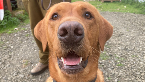 The dog joining the fight to protect Rathlin's wildlife