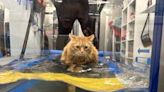 Fat cat taking swimming lessons to help lose weight | FOX 28 Spokane