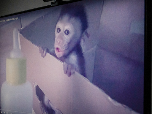 Kidderminster woman pleads guilty to role in monkey torture network