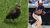 'J-Rod to the rescue': OF saves bird, then lifts team to sweep