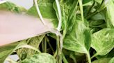 Super Plants to Clean Indoor Air ... Or Something Like That - CleanTechnica