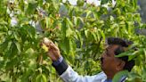 Bangladesh Closing in on China in Cotton Apparel Exports: USDA