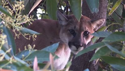 Mountain lion spotted lurking on tree of Woodland Hills home