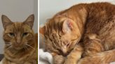 Family 'heartbroken' as 10-year-old cat missing for a month