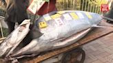 Huge tuna weighing 520lbs sells for extortionate price at Tokyo fish market