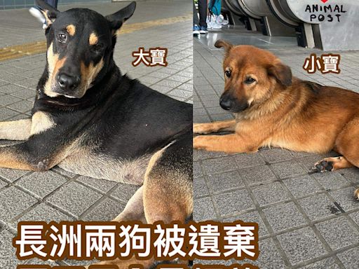 長洲被遺棄兩狗急尋領養 需三日內尋家時間緊迫 - 香港動物報 Hong Kong Animal Post