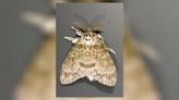 Invasive moth species detected in Ohio; Treatment scheduled for multiple counties