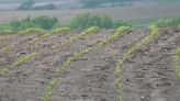 Heavy rainfall improves drought conditions, negatively impacts planting crops