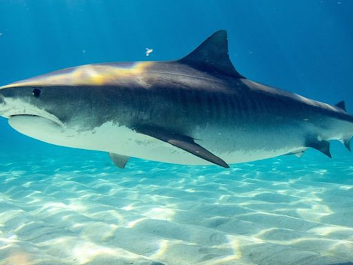 ‘Cocaine shark’: In a worrisome incident, sea creatures test positive for drugs